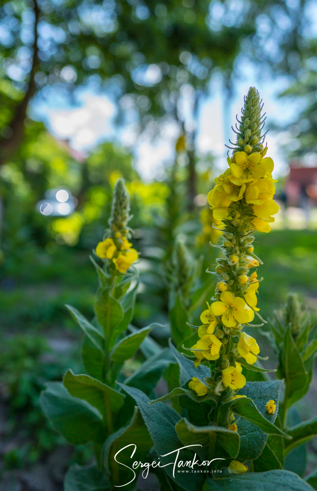 Калининград (июнь 2019). Фотограф Сергей Танков