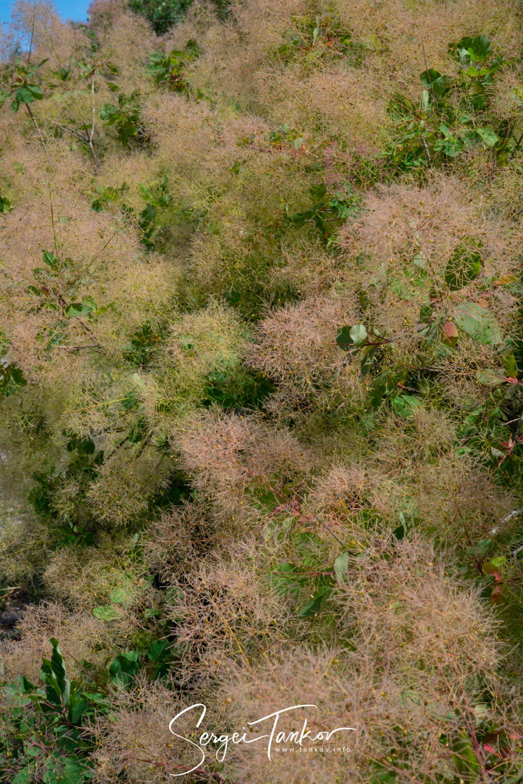 Калининград (июнь 2019). Фотограф Сергей Танков