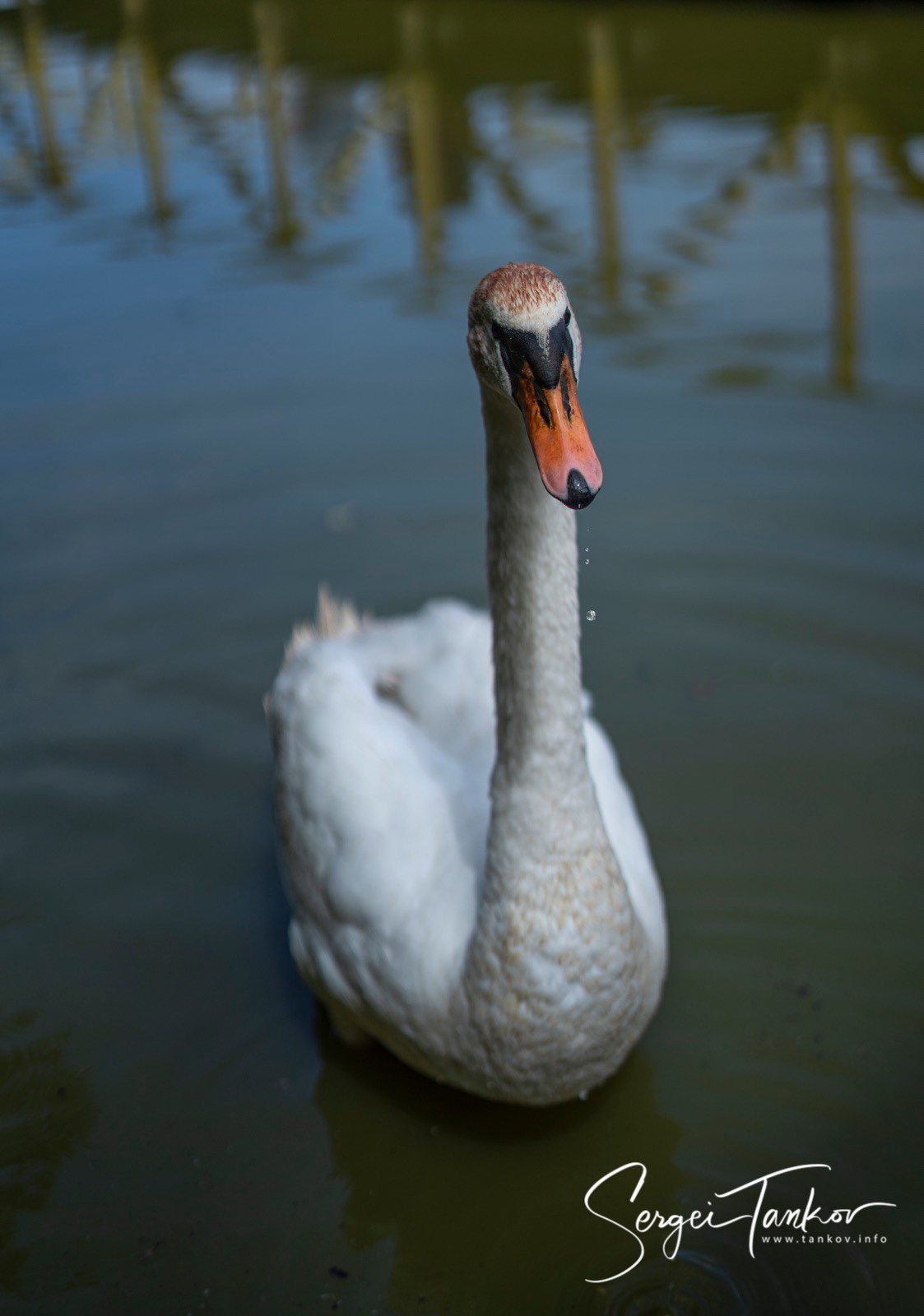 Калининград (июнь 2019). Фотограф Сергей Танков