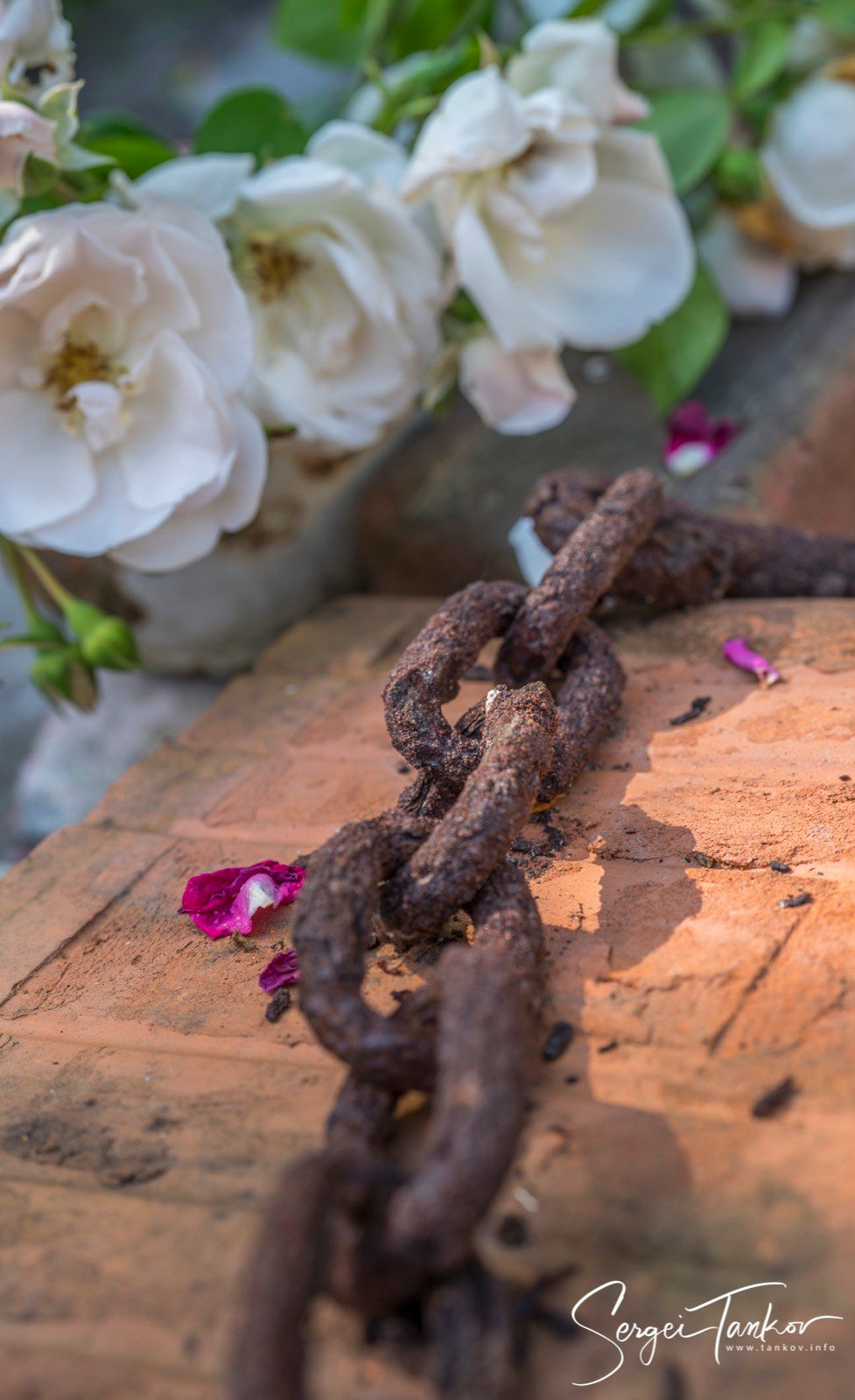 Калининград (июнь 2019). Фотограф Сергей Танков