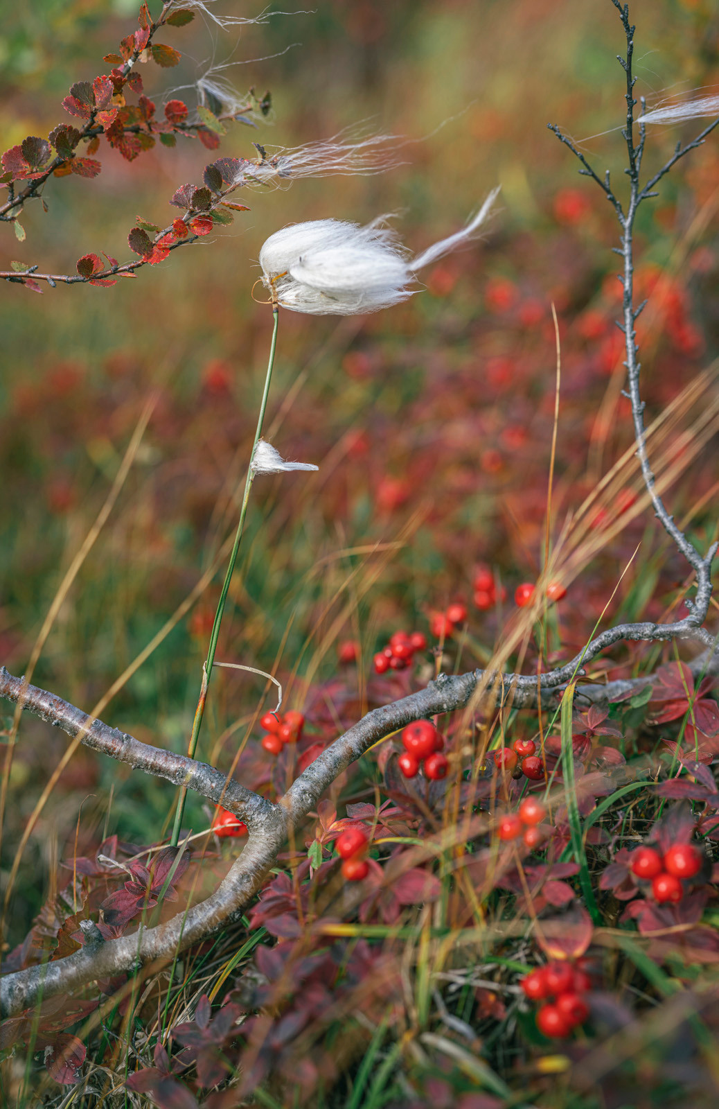 Териберка (октябрь 2020). Фотограф Сергей Танков