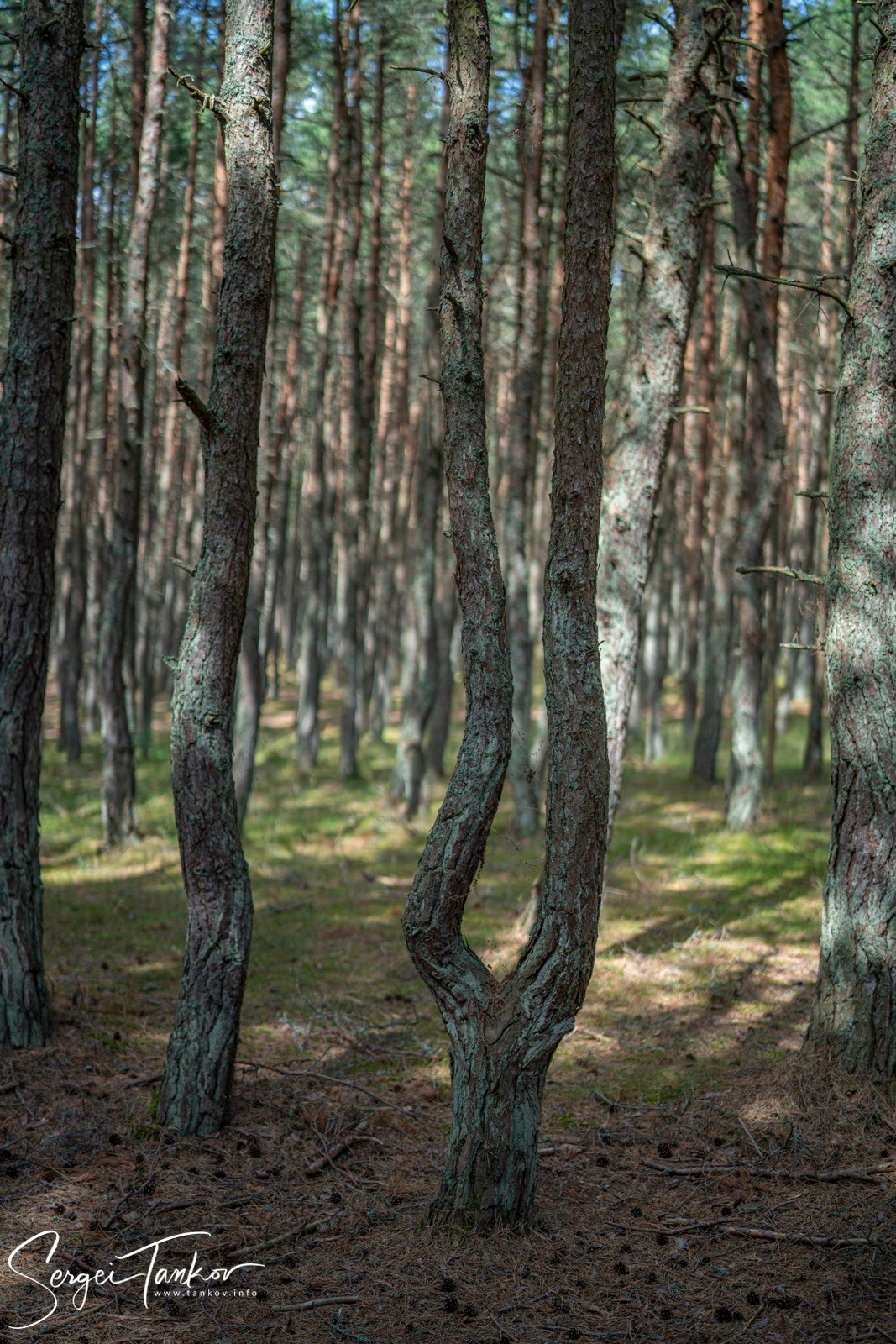Калининград (июнь 2019). Фотограф Сергей Танков