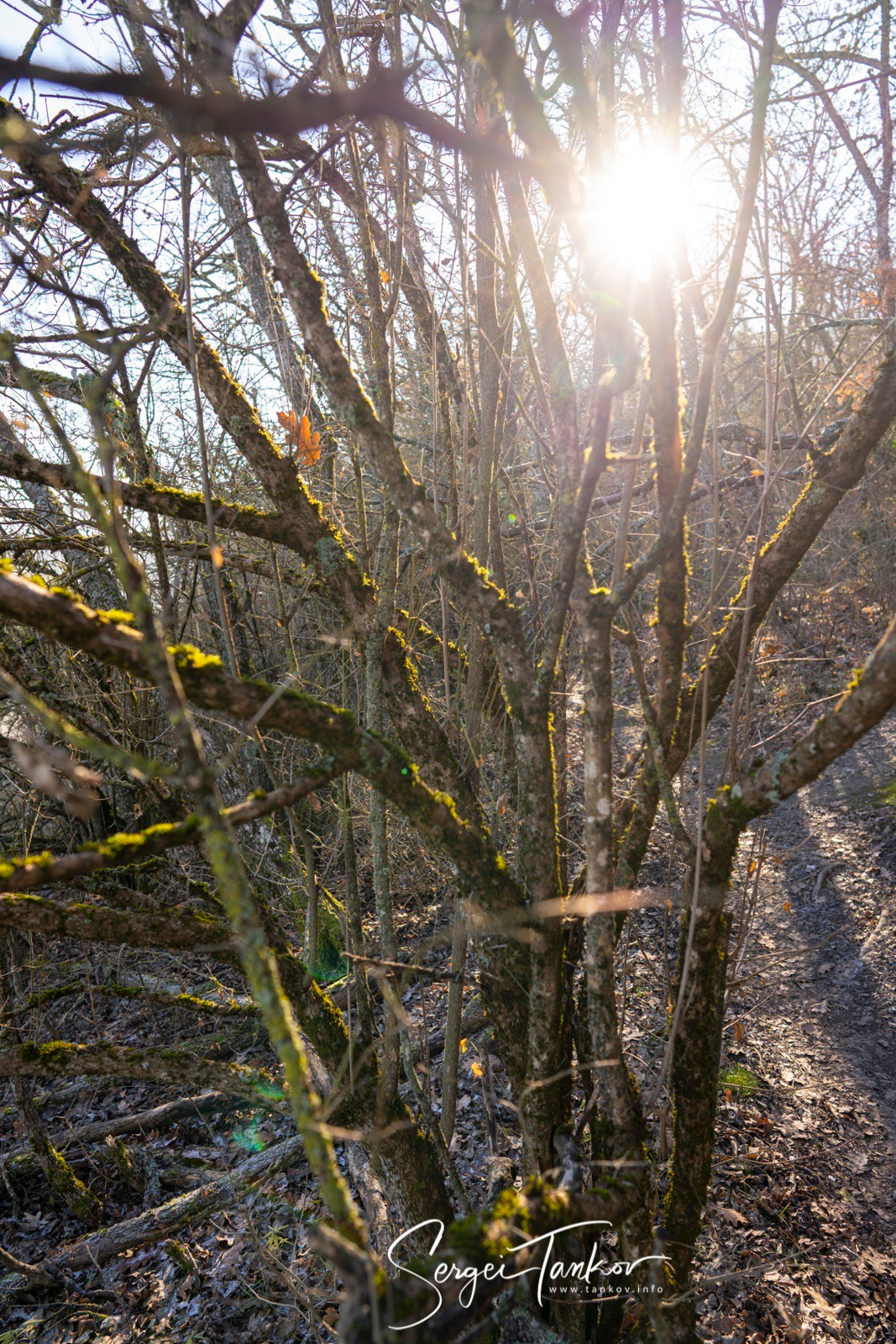 Крым (январь 2020). Фотограф Сергей Танков