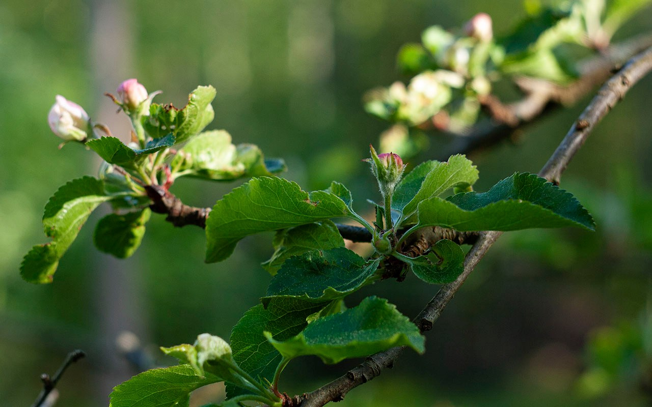 Деревья. Природа севера