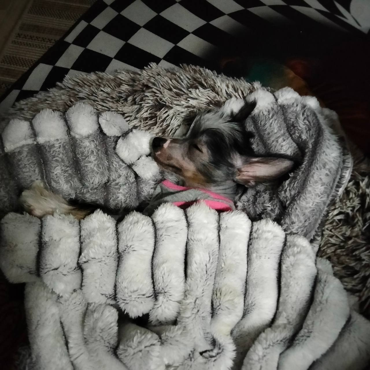 Poale Ell Vinsent. Chinese Crested Dog Kennel Poale Ell