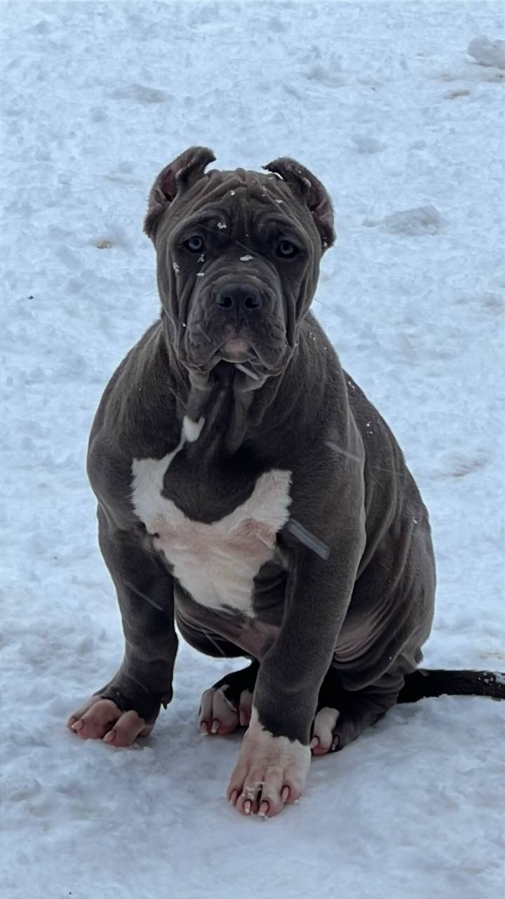 Hunter&Queenie, 10.09.25. Американские булли XL в г. Калининград. Питомник Great Bully UNIVERSE