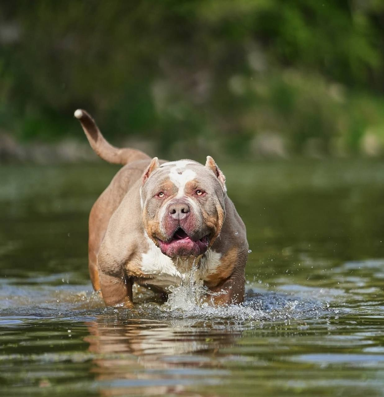 Mako’s GRANDBAR. Американские булли XL в г. Калининград. Питомник Great Bully UNIVERSE