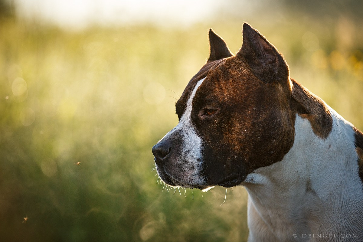 АСТ Федя, Пако и Ника. Фотограф-анималист Natalia Deingel | Фотосъемка собак в Москве