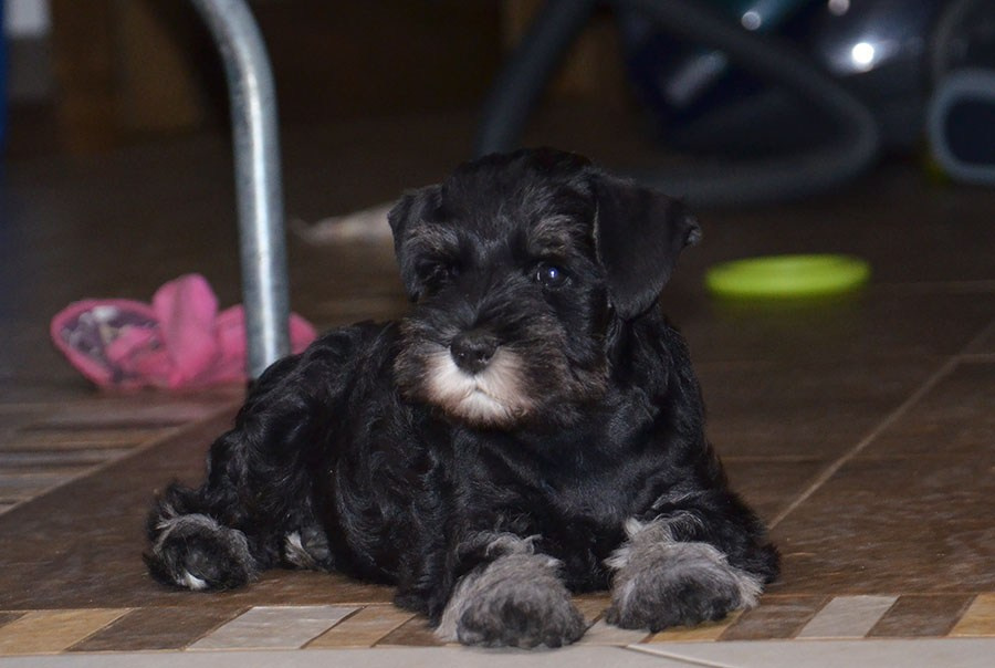 Litter «E». Питомник цвергшнауцеров в Беларуси «Делинсо Бэлэнс»