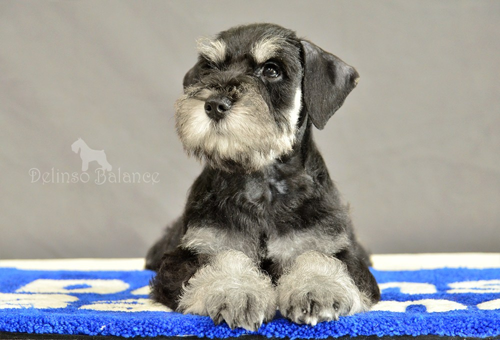 Делинсо Бэлэнс Яман Керан - 9 недель