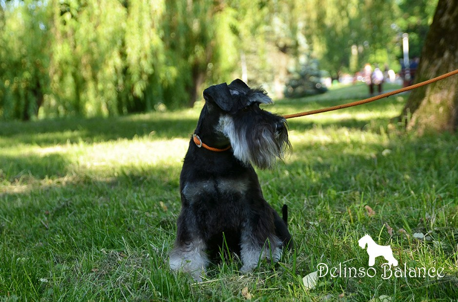 Бекки/ Delinso Balance Brilliance. Питомник цвергшнауцеров в Беларуси «Делинсо Бэлэнс»