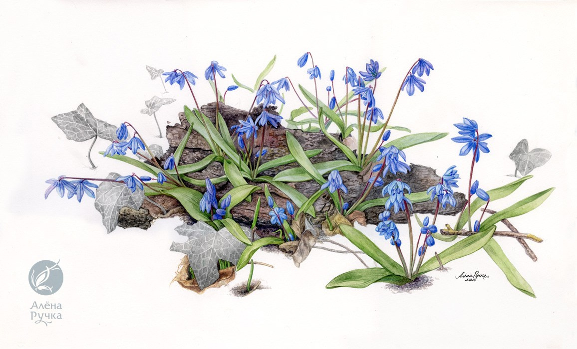 Пролеска сибирская. 56х35 см, бумага, акварель. 