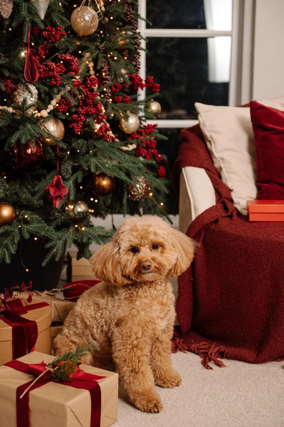Индивидуальная. Анастасия с собачкой. Свадебный и сеейный фотограф в Санкт-Петербурге Елена Худякова