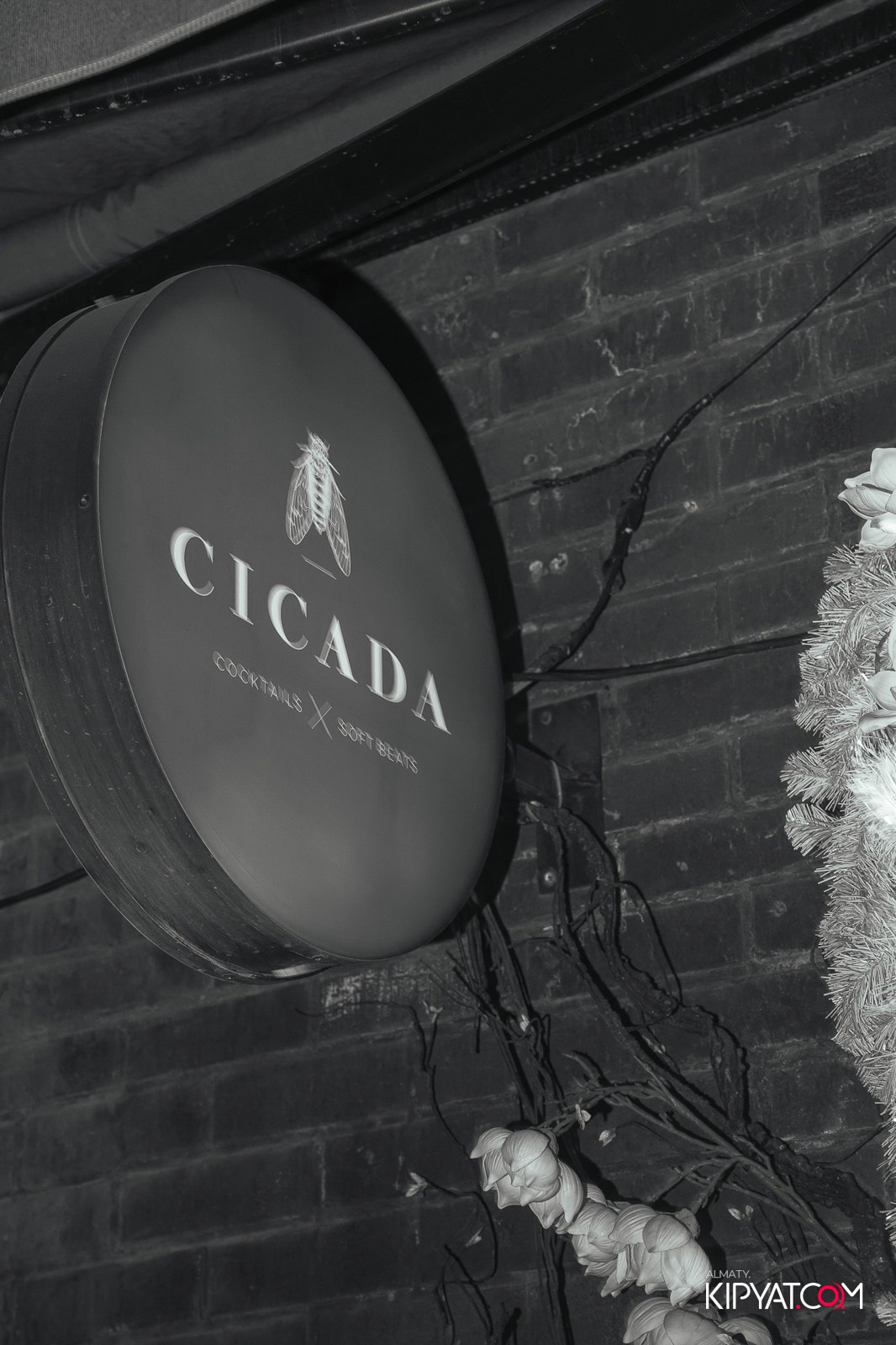 CICADA BAR. КИПЯТКОМ АЛМАТЫ!