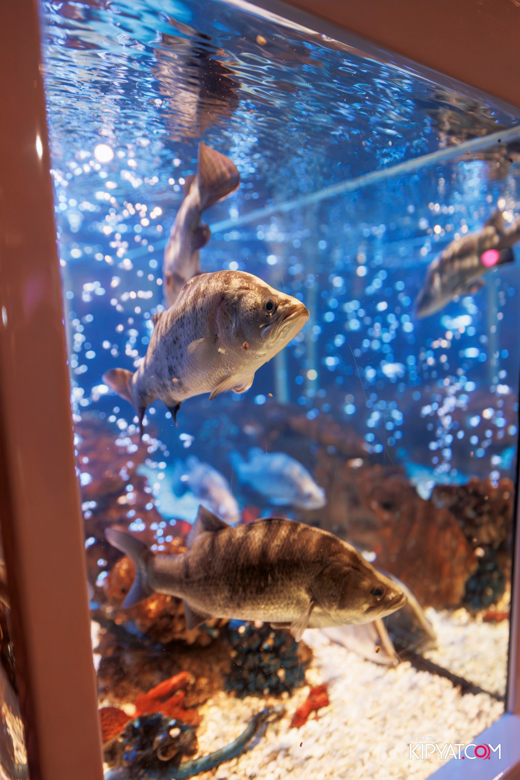 ОФИЦИАЛЬНОЕ ОТКРЫТИЕ CAFE LEFFE. КИПЯТКОМ АЛМАТЫ!