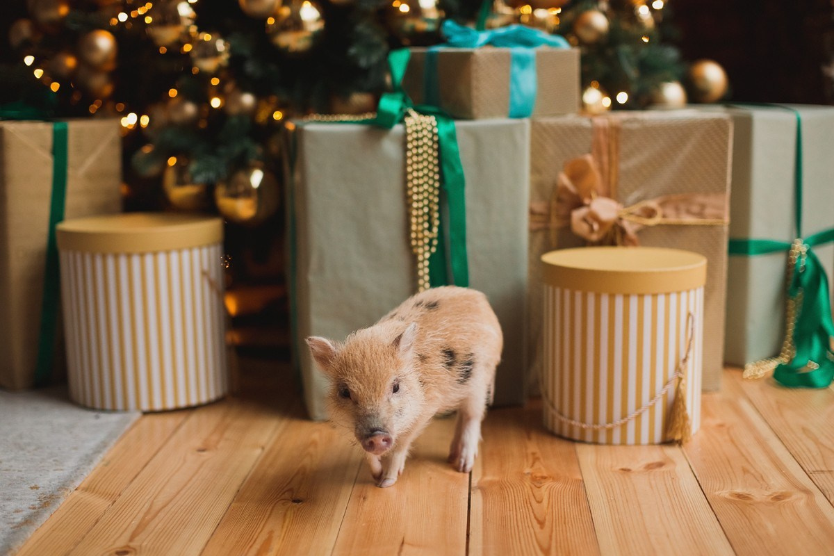 ОЛЬГА, ТИМОФЕЙ, АНДРЕЙ И ФАРИОН. Семейный фотограф новорождённых в Серпухове Юлия Новикова +79637785957