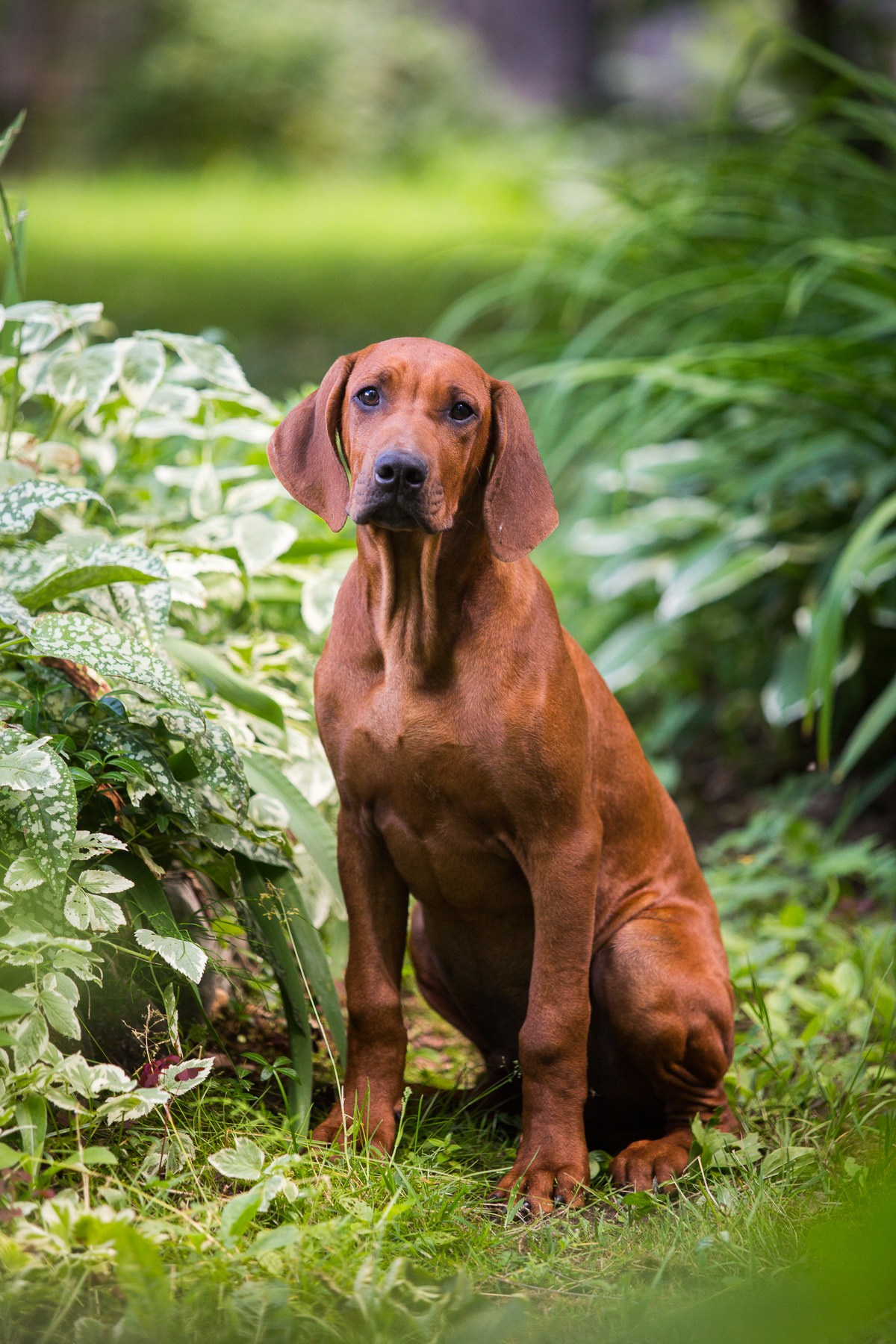 Щенки. Семейный и детский фотограф в Москве Мария Быкова