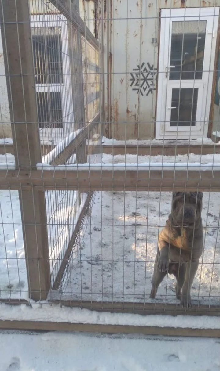 Гостиница для животных в г. Иркутск. Питомник собак Иркутск