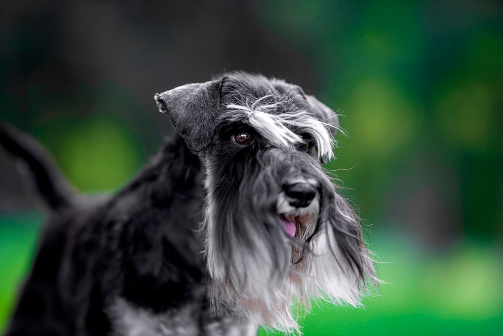 Питомник Делинсо Бэлэнс, щенки цвергшнауцера, купить щенка цвергшнауцера, питомник цвергшнауцеров, кобель цвергшнауцера для вязки, щенок цвергшнауцера, питомник цвергшнауцеров, черный с серебром, цверг, лучший питомник в беларуси