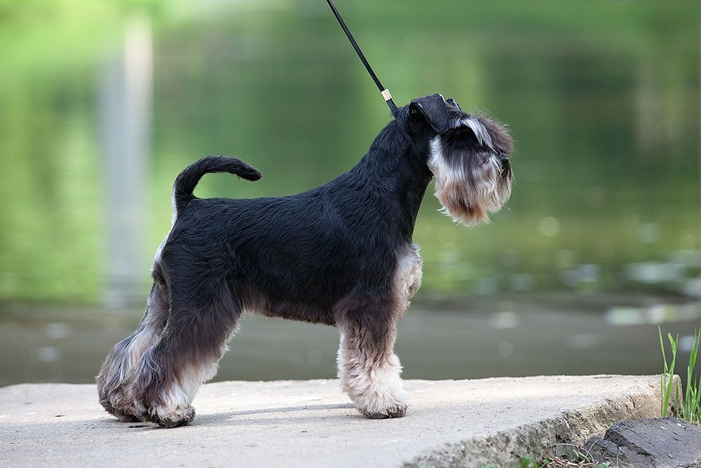 Питомник Делинсо Бэлэнс, щенки цвергшнауцера, купить щенка цвергшнауцера, питомник цвергшнауцеров, кобель цвергшнауцера для вязки, щенок цвергшнауцера, питомник цвергшнауцеров, черный с серебром, цверг, лучший питомник в беларуси, питомник цвергшнауцеров минск