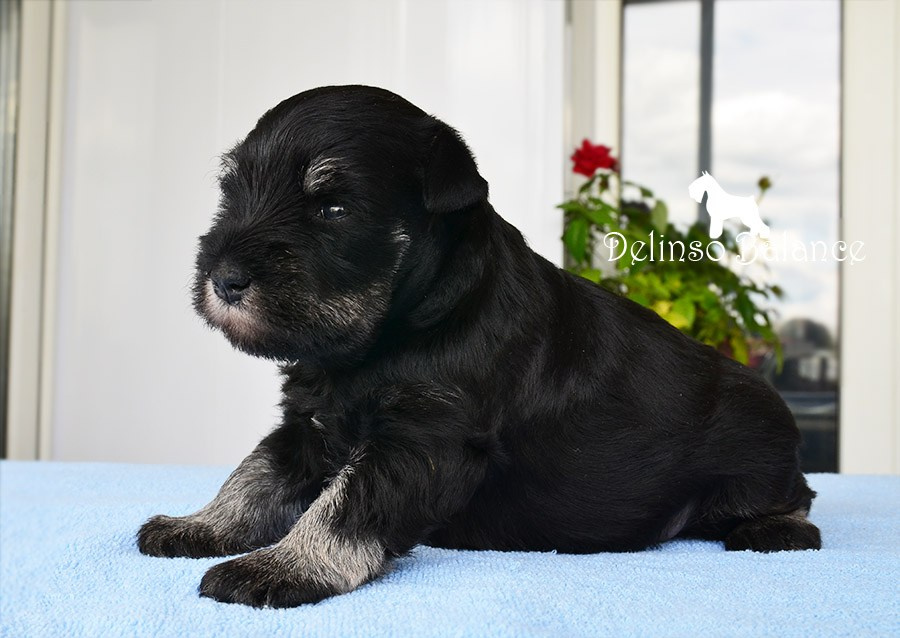 Litter «E». Питомник цвергшнауцеров в Беларуси «Делинсо Бэлэнс»