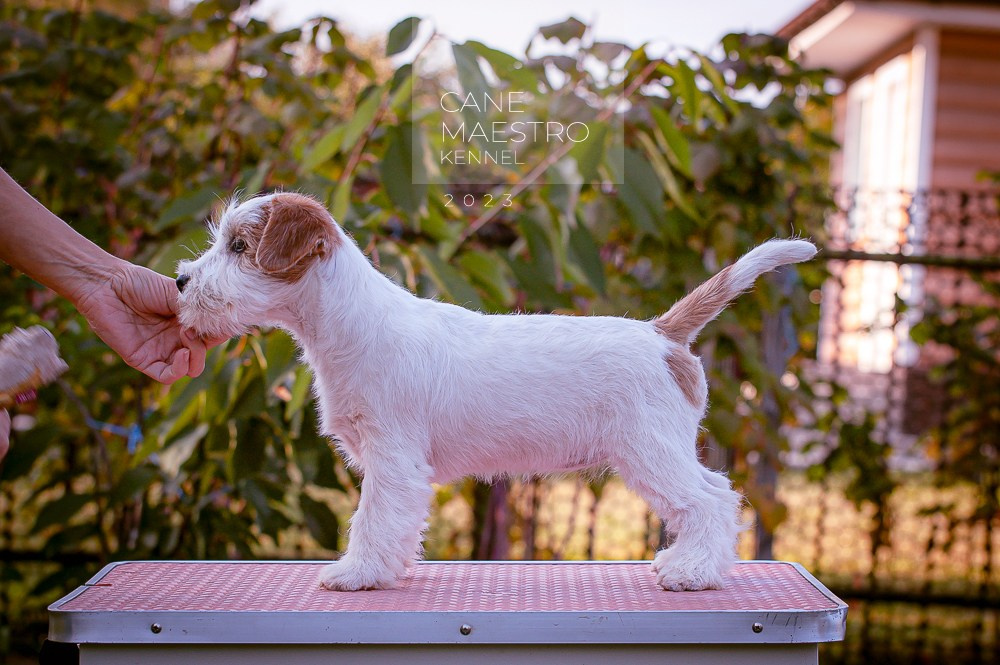 Щенок Джек-рассел-терьер. Девочка б/рыж. КАНЕ МАЭСТРО СЕРЕБРО. #4. КАНЕ МАЭСТРО — питомник Джек рассел терьеров