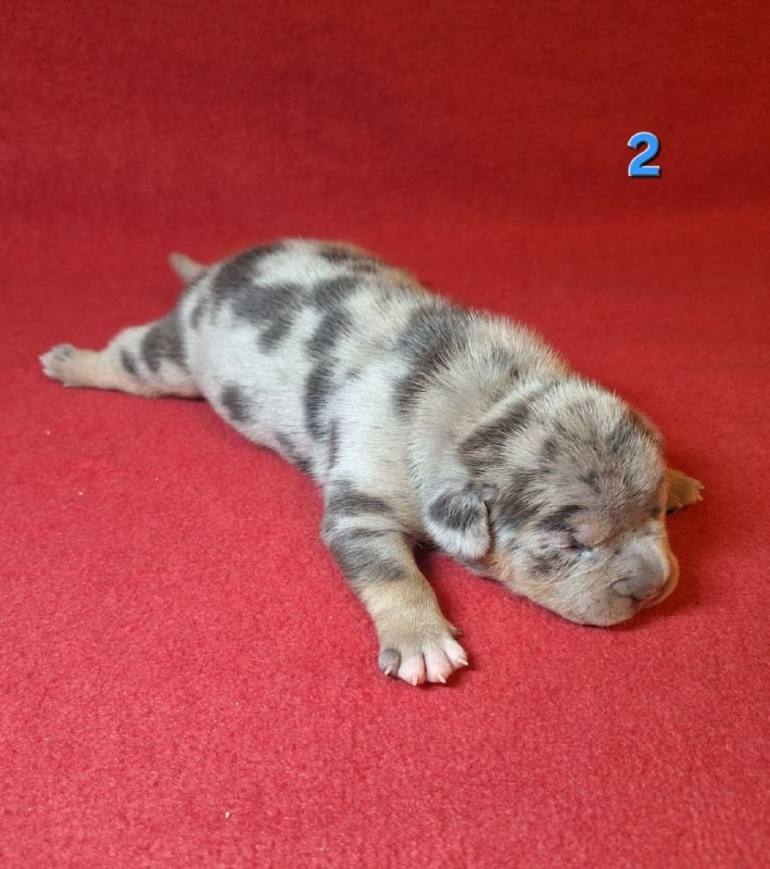 Щенки Американский булли. ПИТОМНИК СОБАК ПОРОДЫ АМЕРИКАНСКИЙ БУЛЛИ