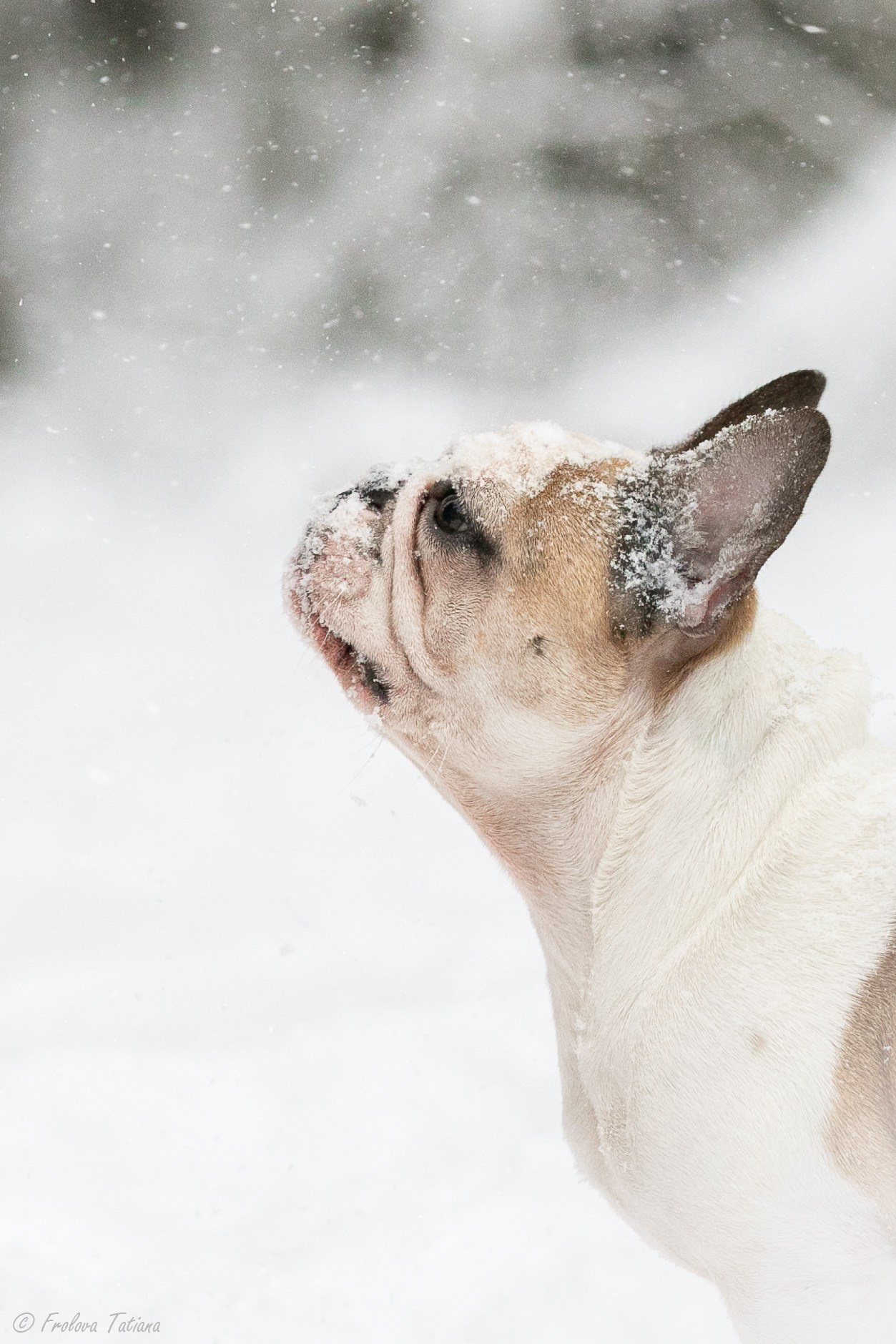 Фотосет с животными на природе. Фотограф-анималист в Москве и Московской области Татьяна Фролова