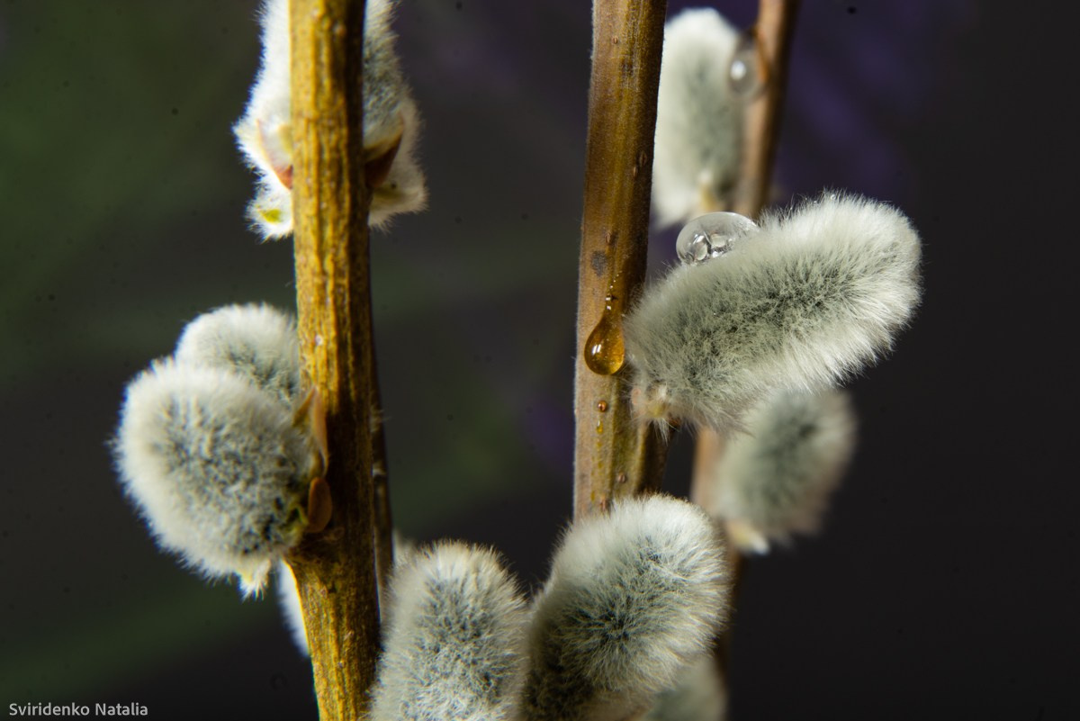 Макросъемка. Фотограф в Кемерово Наталья Свириденко