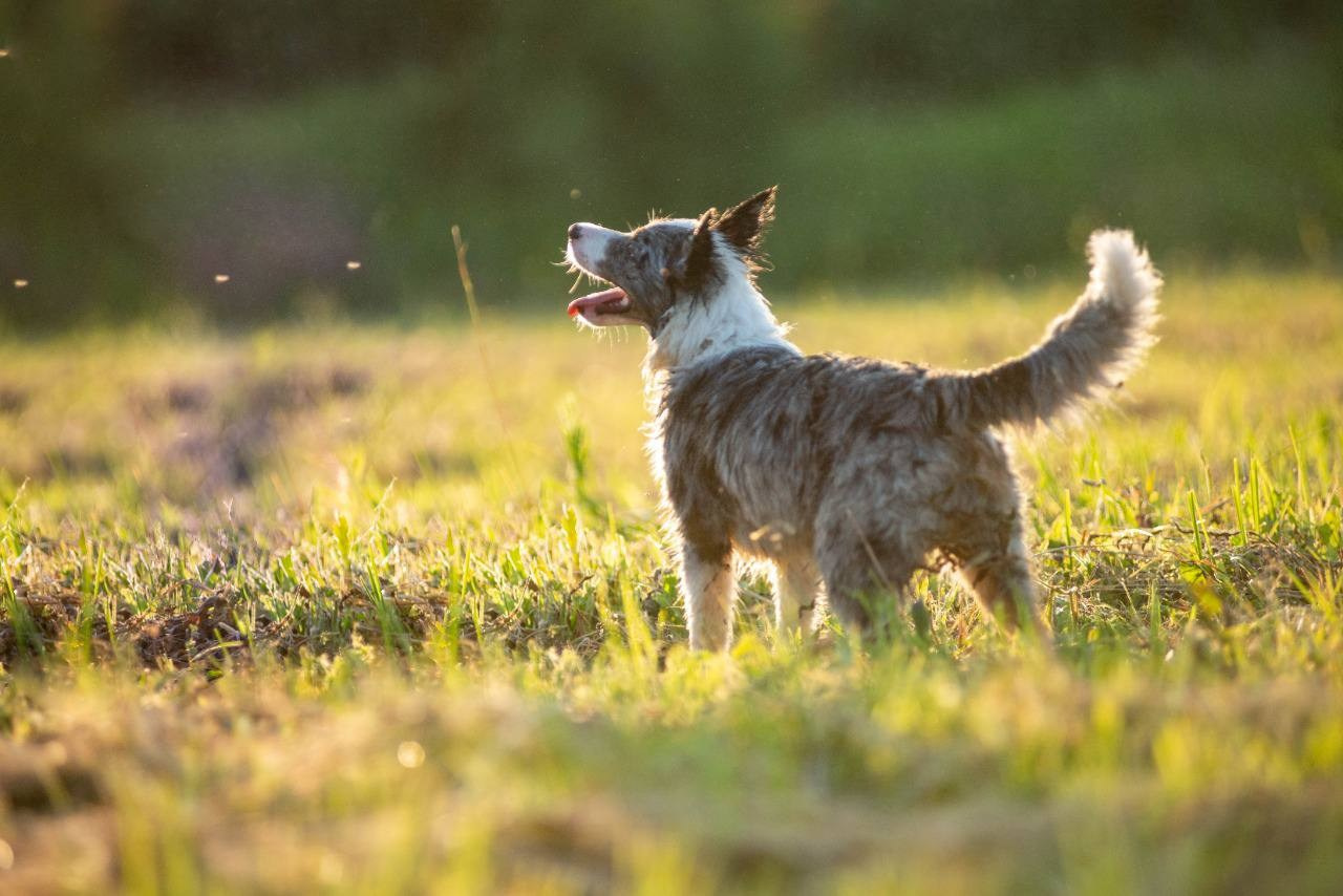 Фритсвит. Семейный фотограф Ефремова Виктория