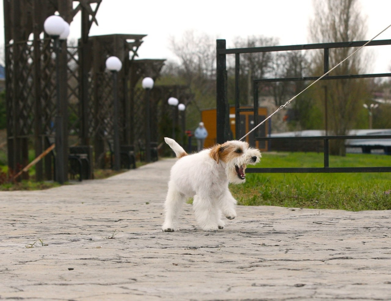 Lovely-Orange Colambina. Lovely-Orange питомник джек рассел терьеров