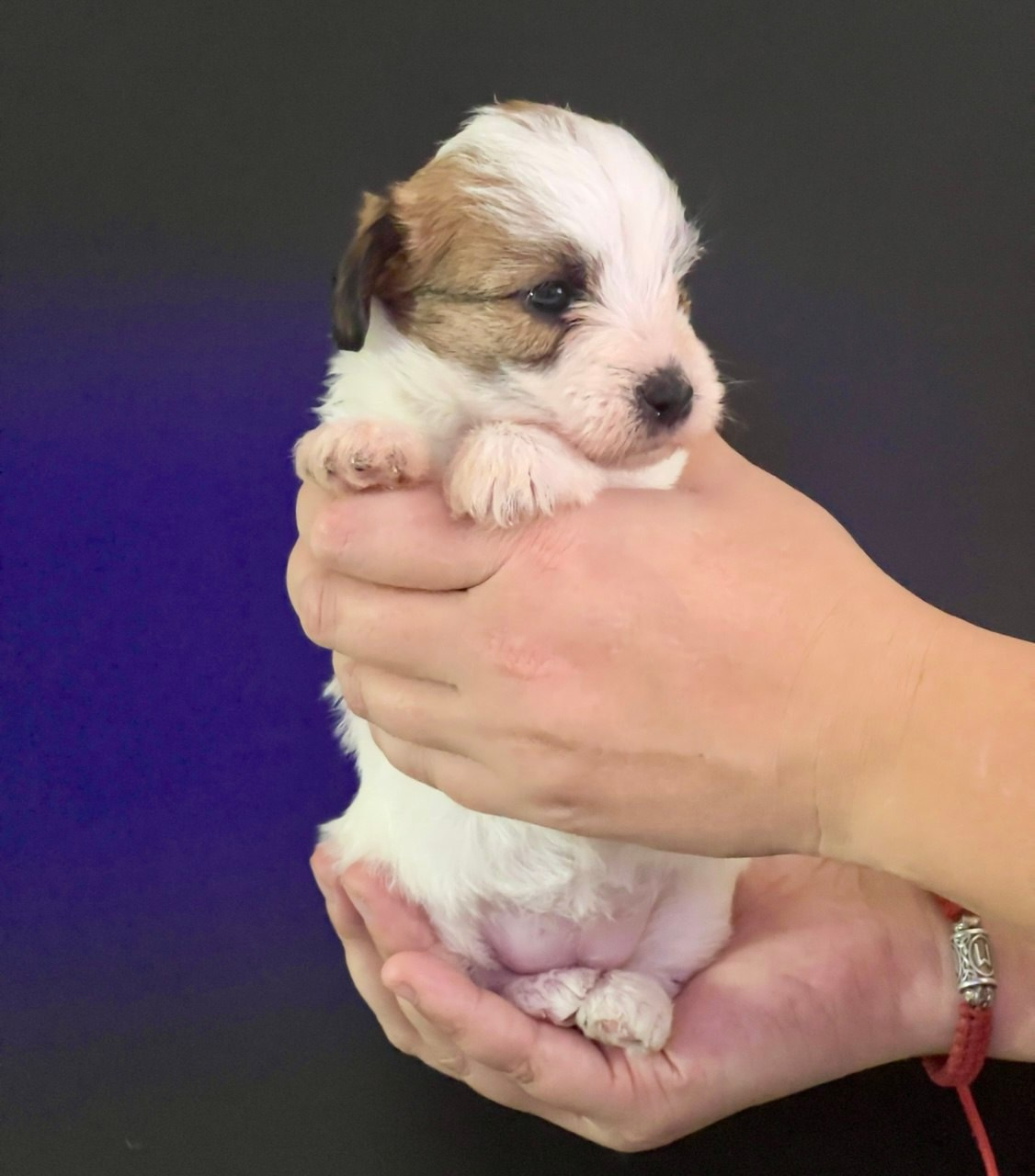 Сука 5. Lovely Orange kennel Jack Russell Terrier FCI/RKF