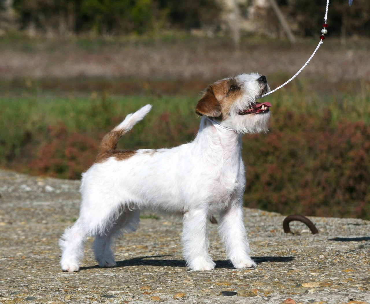 Lovely -Orange Team Spirit. Lovely-Orange питомник джек рассел терьеров