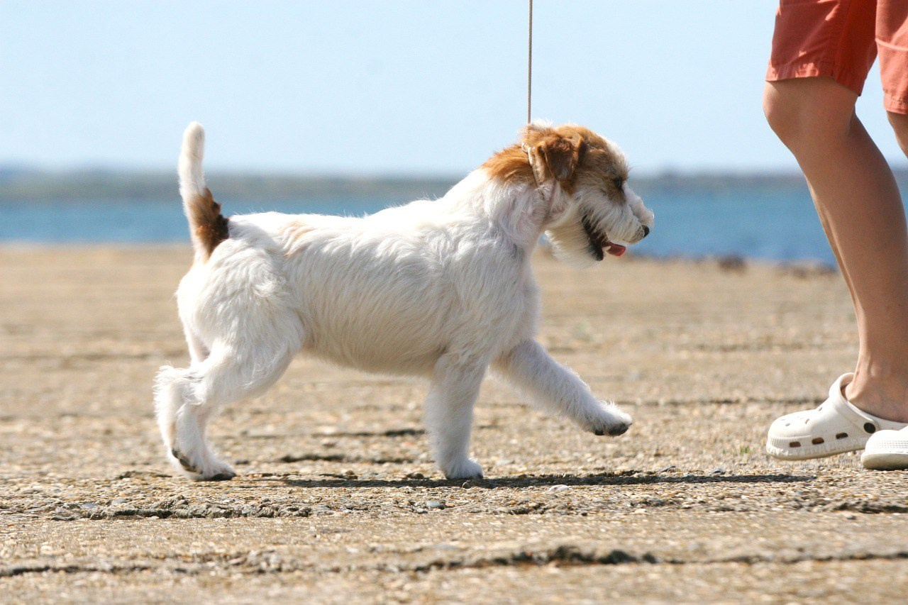 Lovely-Orange Colambina. Lovely-Orange питомник джек рассел терьеров