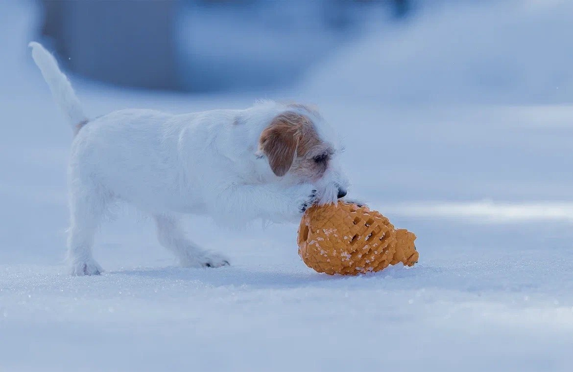 Сука 5. Lovely-Orange питомник джек рассел терьеров
