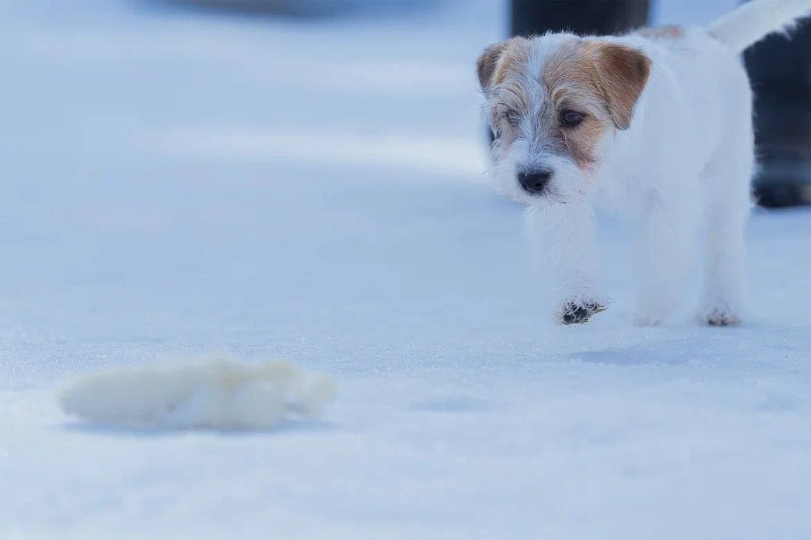 Сука 4. Lovely-Orange питомник джек рассел терьеров