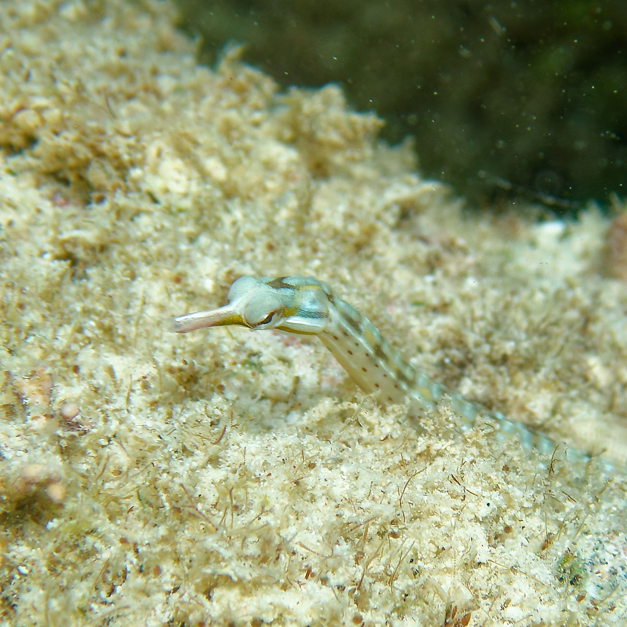 Мне посмотреть. Рыбов показываю