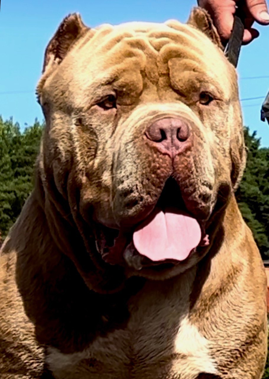 Наши собаки. Американские булли XL в г. Калининград. Питомник Great Bully UNIVERSE