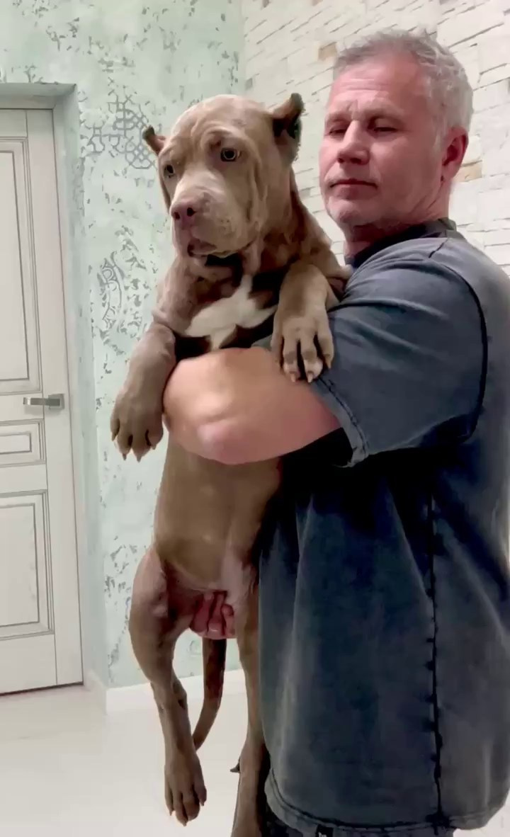 Hunter&Queenie, 10.09.25. Американские булли XL в г. Калининград. Питомник Great Bully UNIVERSE