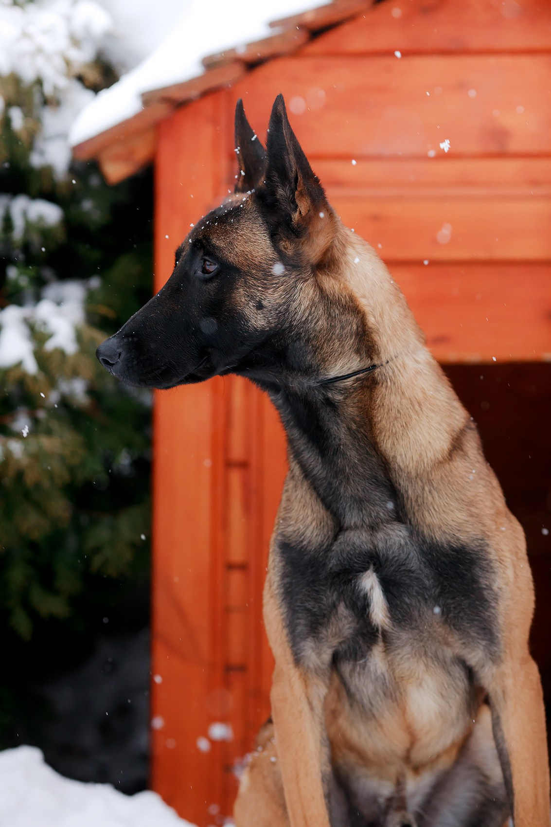 Зимние портреты. Фотограф-анималист Mary Mart — Москва, Питер