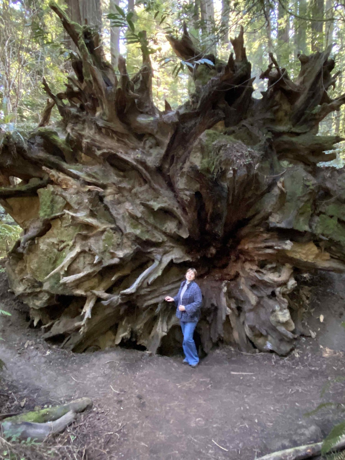 California, San Francisco. LinguaCentrePro