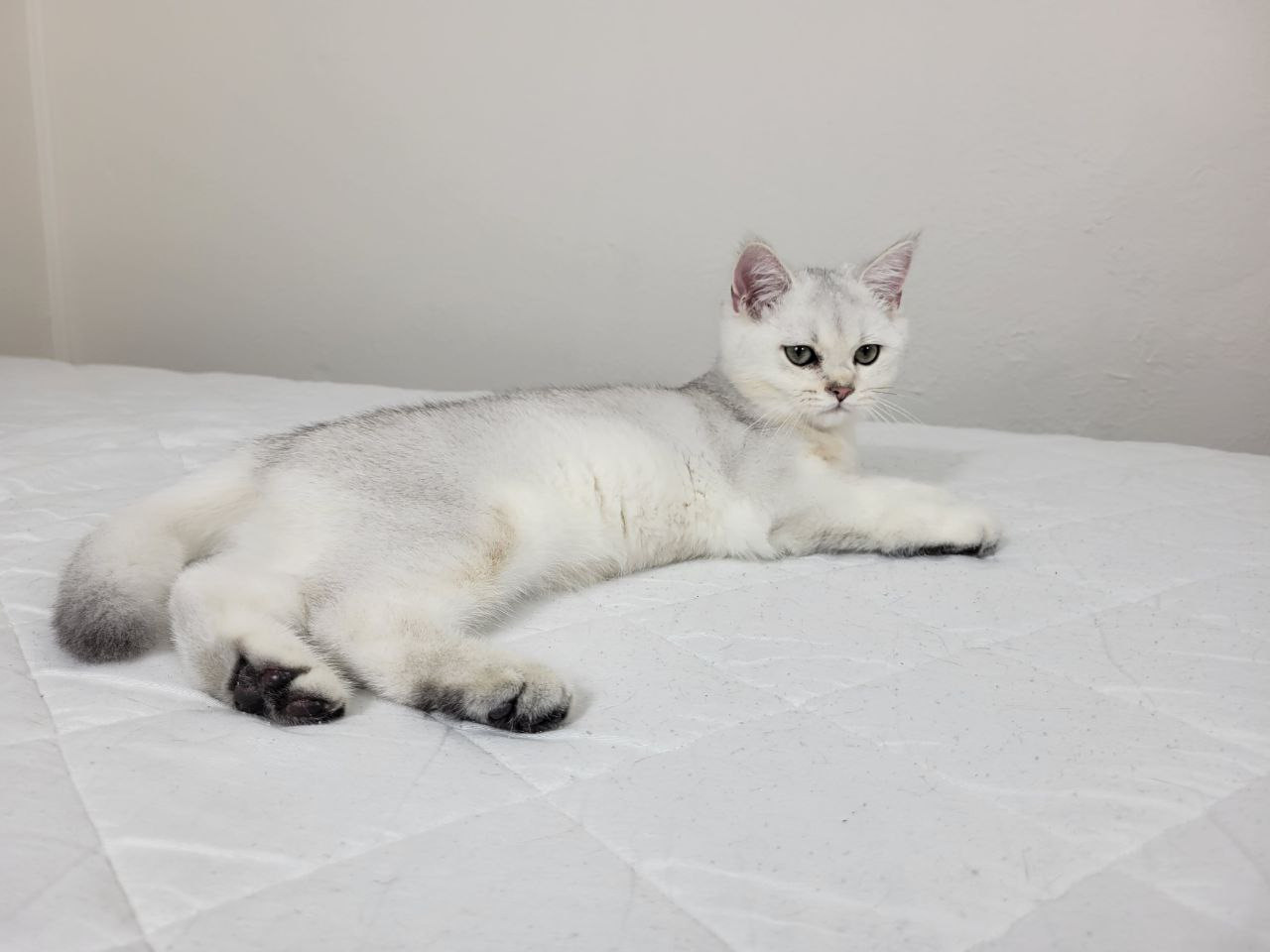 Gray, Male, DB: 05.01.23, sold. British shorhair Cats