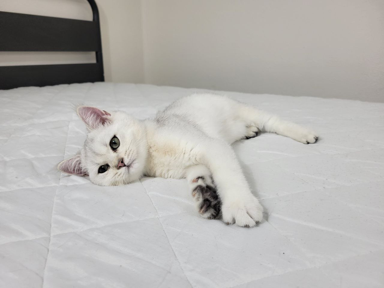 Gray, Male, DB: 05.01.23, sold. British shorhair Cats