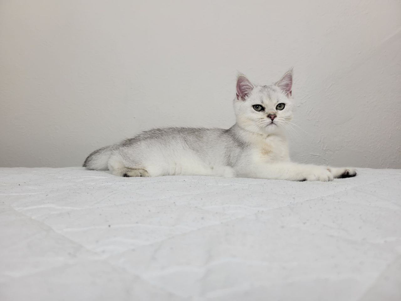 Gray, Male, DB: 05.01.23, sold. British shorhair Cats