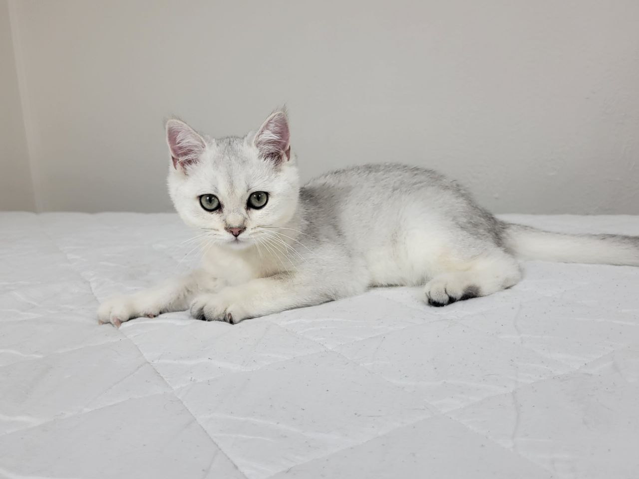 Gray, Male, DB: 05.01.23, sold. British shorhair Cats