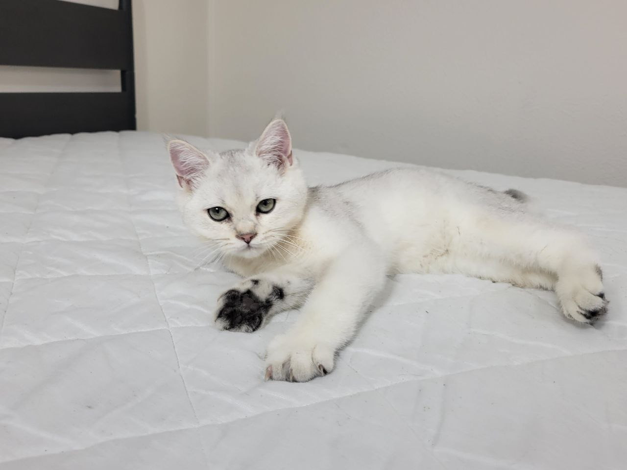 Gray, Male, DB: 05.01.23, sold. British shorhair Cats