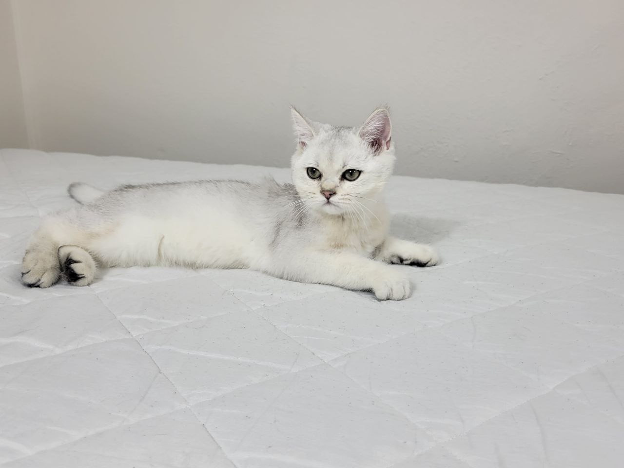 Gray, Male, DB: 05.01.23, sold. British shorhair Cats