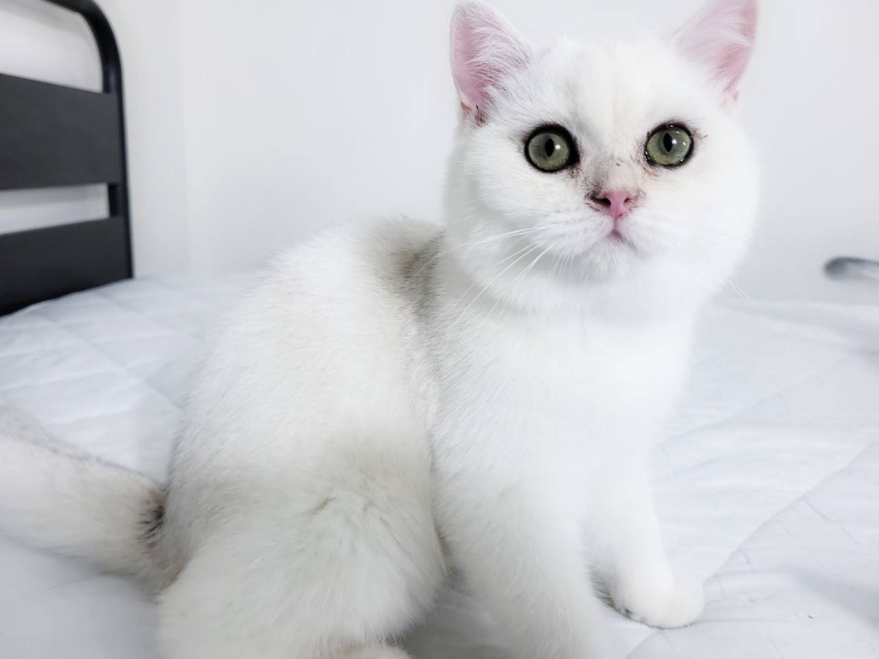 (6) Male, DB: 05.01.23, sold. British shorhair Cats