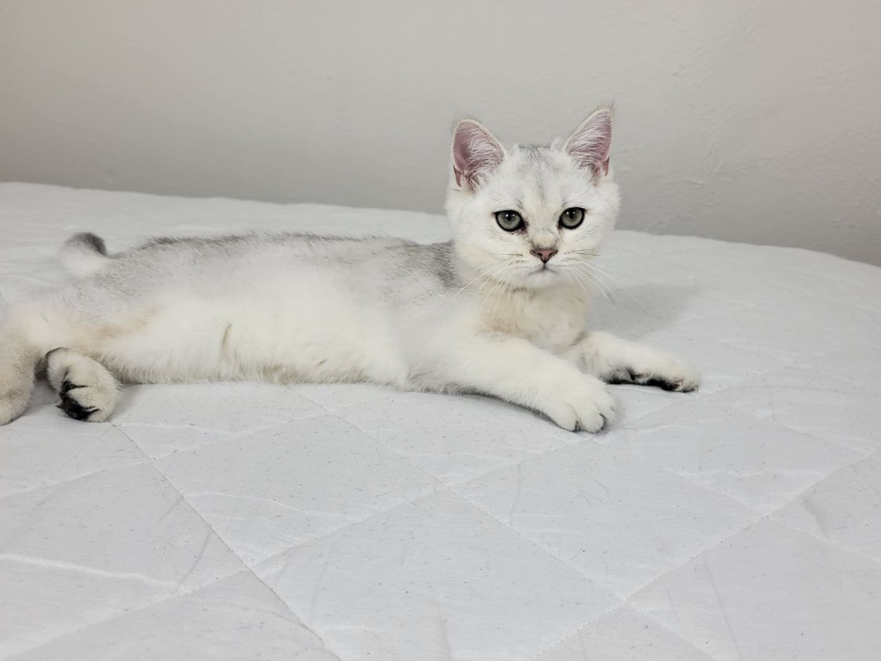 Gray, Male, DB: 05.01.23, sold. British shorhair Cats