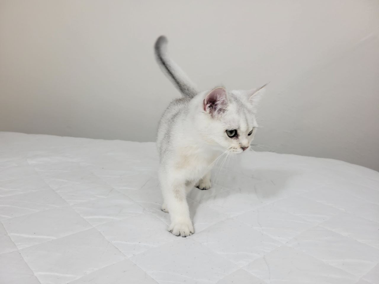Gray, Male, DB: 05.01.23, sold. British shorhair Cats